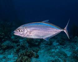 Image result for Caranx hippos