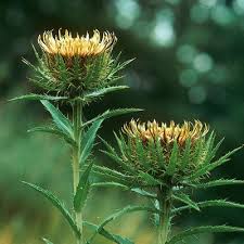 Attēlu rezultāti vaicājumam “Carlina biebersteinii”