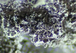 Attēlu rezultāti vaicājumam “Fuligo septica var. flava young”