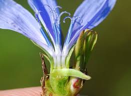 Image result for Cichorium intybus