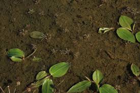 Attēlu rezultāti vaicājumam “Myriophyllum alterniflorum leaf”