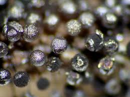 Attēlu rezultāti vaicājumam “Collaria arcyrionema spores”