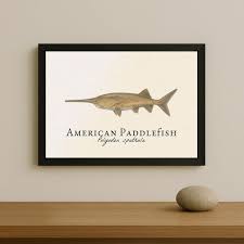 Image result for Polyodon spathula