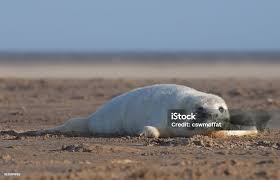 Image result for Halichoerus grypus