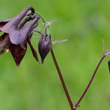 Attēlu rezultāti vaicājumam “Aquilegia vulgaris bud”