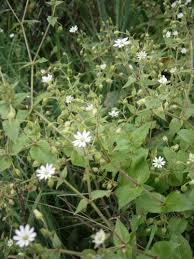 Attēlu rezultāti vaicājumam “Myosoton aquaticum”