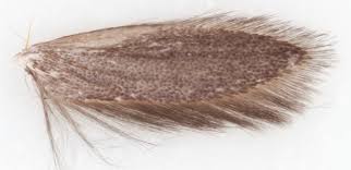 Attēlu rezultāti vaicājumam “Denisia similella”