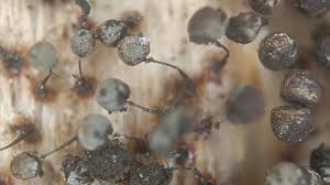 Attēlu rezultāti vaicājumam “Lamproderma pseudomaculatum spores”