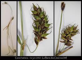 Attēlu rezultāti vaicājumam “Carex hostiana”