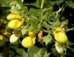Image result for Calceolaria integrifolia