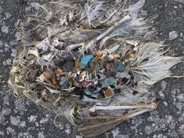 Image result for albatross dead chick