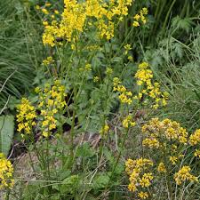 Attēlu rezultāti vaicājumam “Barbarea vulgaris subsp. arcuata flower”