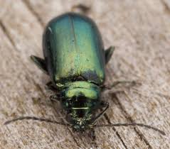 Attēlu rezultāti vaicājumam “Altica sp.”