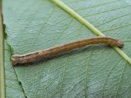 Attēlu rezultāti vaicājumam “Eulithis testata”