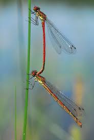 Attēlu rezultāti vaicājumam “Pyrrhosoma nymphula”