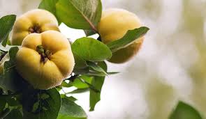 Attēlu rezultāti vaicājumam “Cydonia oblonga fruit”