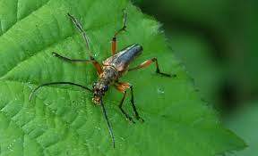 Attēlu rezultāti vaicājumam “Stenocorus meridianus”