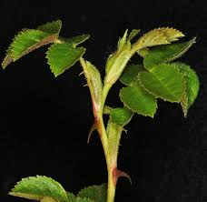 Attēlu rezultāti vaicājumam “Rosa subcanina leaf”