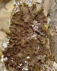 Attēlu rezultāti vaicājumam “Melanohalea exasperata”