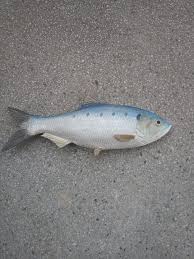 Image result for Alosa fallax