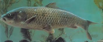 Image result for Cyprinus chilia