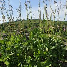 Image result for Heuchera Metallica