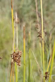 Attēlu rezultāti vaicājumam “Cladium mariscus fruit”