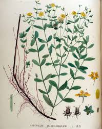 Attēlu rezultāti vaicājumam “Hypericum maculatum”