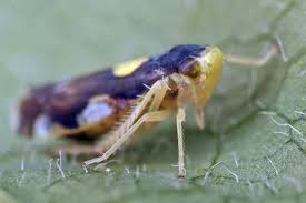 Attēlu rezultāti vaicājumam “Eupteryx vittata”