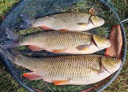 Image result for Plough Angling Society