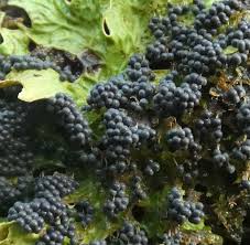 Attēlu rezultāti vaicājumam “Badhamia lilacina var. megaspora sessile”