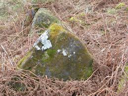 Attēlu rezultāti vaicājumam “Tritomaria exsectiformis”