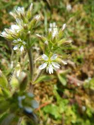Attēlu rezultāti vaicājumam “Cerastium holosteoides leaf”