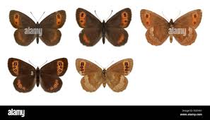 Attēlu rezultāti vaicājumam “Erebia aethiops upperside”