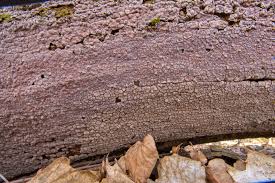 Attēlu rezultāti vaicājumam “Xylobolus frustulatus”