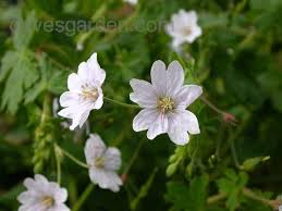 Attēlu rezultāti vaicājumam “Geranium pyrenaicum flower”