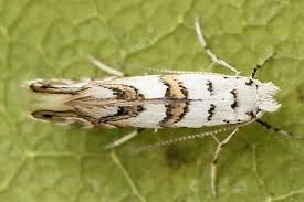 Attēlu rezultāti vaicājumam “Phyllonorycter platanoidella”