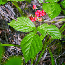 Attēlu rezultāti vaicājumam “Rubus saxatilis flower”