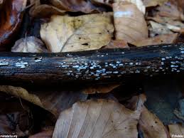 Attēlu rezultāti vaicājumam “Propolis farinosa”