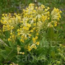 Image result for Primula veris