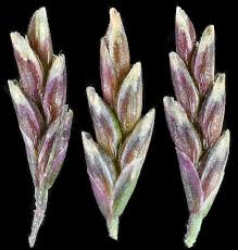 Attēlu rezultāti vaicājumam “Puccinellia distans”