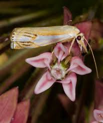 Attēlu rezultāti vaicājumam “Crambus”