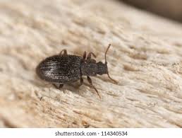 Attēlu rezultāti vaicājumam “Bolitophagus reticulatus imago”