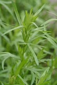 Image result for Artemisia dracunculus