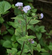 Image result for Leberbalsam