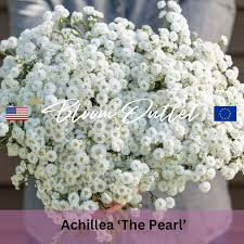 Attēlu rezultāti vaicājumam “Achillea ptarmica flower”
