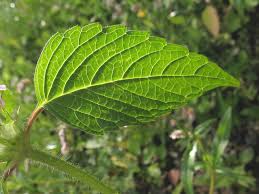 Attēlu rezultāti vaicājumam “Galeopsis speciosa leaf”