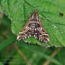 Attēlu rezultāti vaicājumam “Diasemia reticularis”