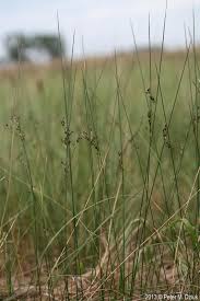 Attēlu rezultāti vaicājumam “Juncus balticus”