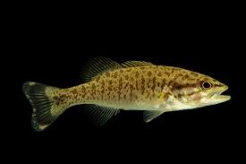 Image result for Micropterus